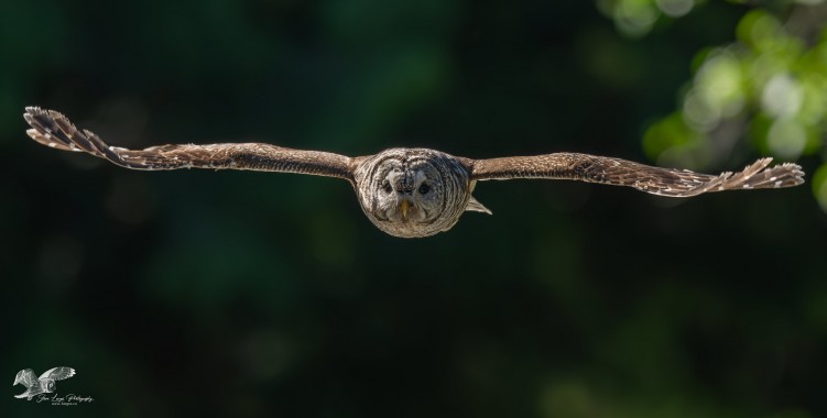 Coming Straight at Me! (Barred Owl)