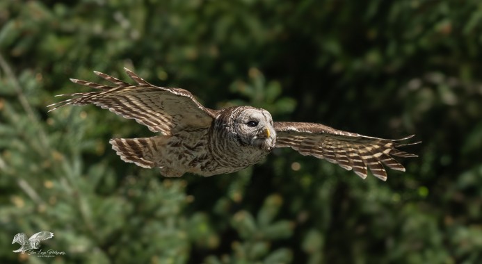 Barred Owl in Flight (Side View)