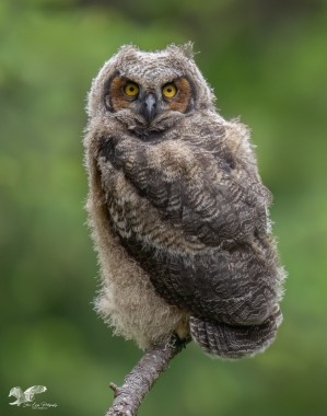Out on a Limb (Great Horned Owlet)