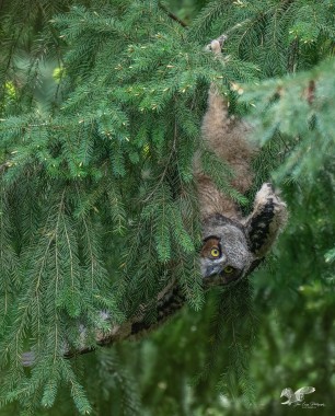 Hang in There! (Great Horned Owlet)