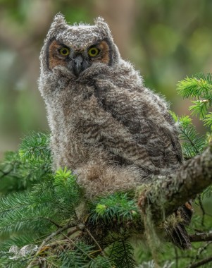 Little Brother (Great Horned Owlet)