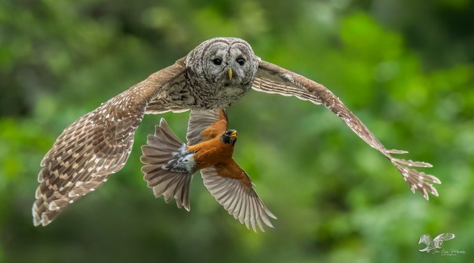 Attack From Behind (Barred Owl)