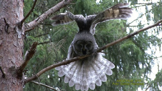 Great Grey Owl - 2