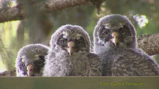 Great Grey Owls With Owlets