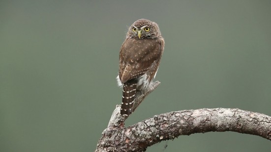Money Tree Pygmy Owl