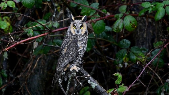Long Eared Owl By Ali Cabang