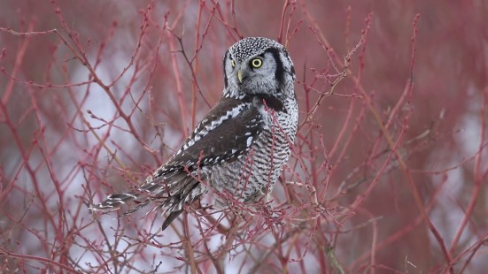 Maple Ridge Hawk Owl 2019