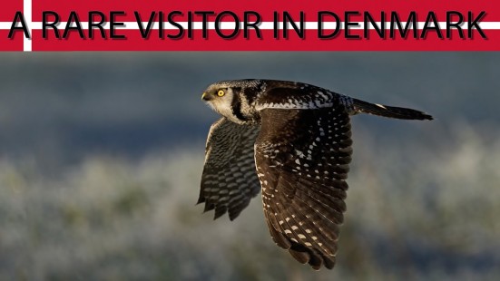 Dennis Jacobsen - Rare Northern Hawk Owl Visits Denmark