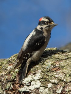 Estuary Downey Woodpecker