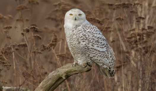 Snowy Owl In The Marsh 2012