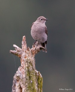 Little Mountain Townsend's Solitaire