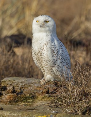 Boundary Bay Snowy Owl 2012