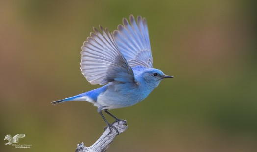 Mountain and Western Bluebirds