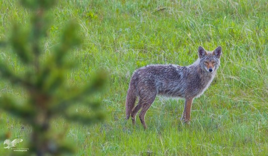 Wiley Coyote Environmental