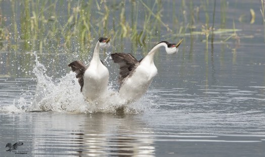 What's The Rush? (Western Grebes)