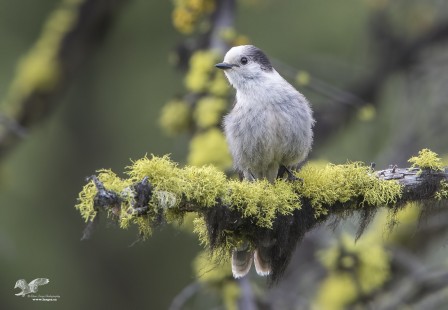 Whiskyjack In The Moss (Grey Jay)
