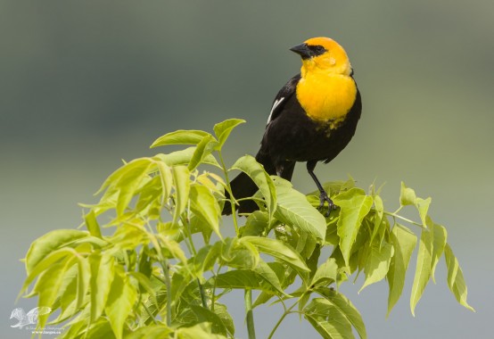 Colorful Pose (Yellow-Headed Blackbird)