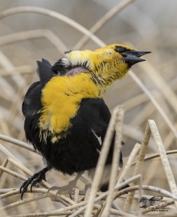 Neck Twister (Yellow-Headed Blackbird)