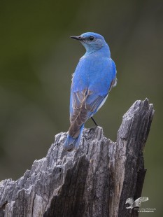 Bluebird Backshot (Mountain Bluebird)