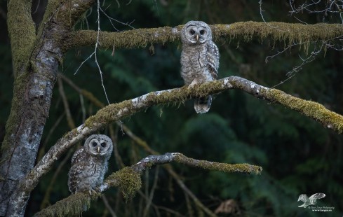 Me and My Bro 2018 (Barred Owlets)