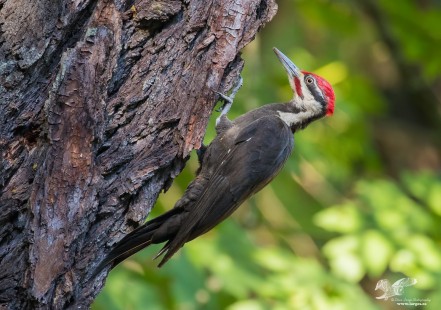 Bowen Park Pileated Woodpecker