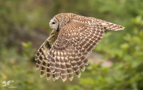 Wings Down (Barred Owl)