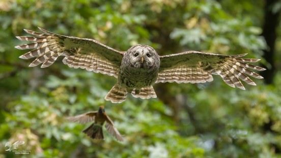 In Hot Pursuit (Barred Owl)