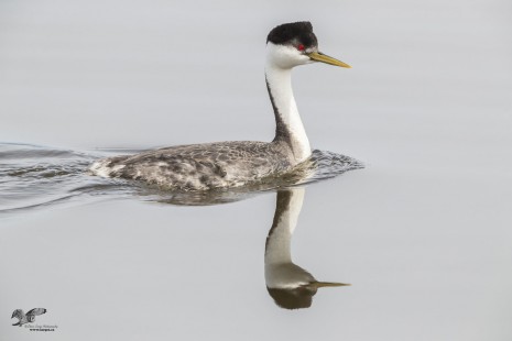 Reflections On The Water (Western Grebe)