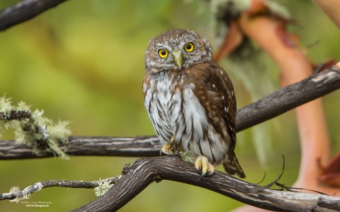 Environmental Image (Northern Pygmy Owlet)