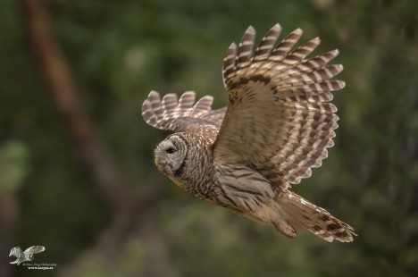 Barred Owl Flight Shot