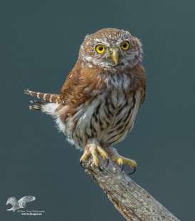 My, What Big Feet You Have! (Northern Pygmy Owlet)