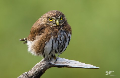 Late Entry (Northern Pygmy Owl)