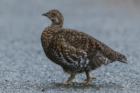 Different Direction (Sooty Grouse)