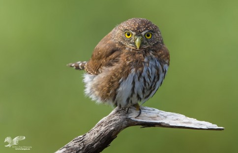 Better Eye Contact And Focus (Northern Pygmy Owl)
