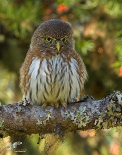 Watching From The Shadows ( Northern Pygmy Owl)
