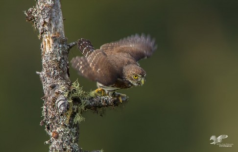 Pygmy Launch (Northern Pygmy Owl)