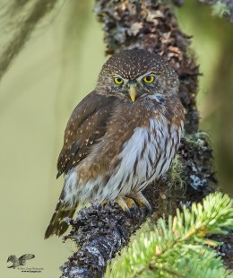Late Morning Arrival (Northern Pygmy Owl)