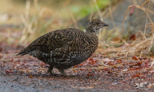 Grouse Greeting (Sooty Grouse)