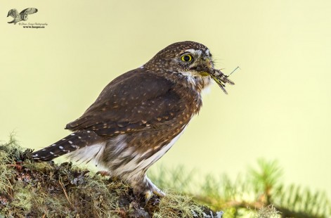 Grasshoppers For Lunch (Northern Pygmy Owl)