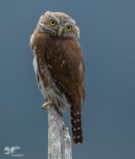 Over The Shoulder (Northern Pygmy Owlet)