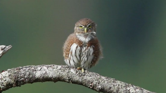 Money Tree Serenade (Northern Pygmy Owl)