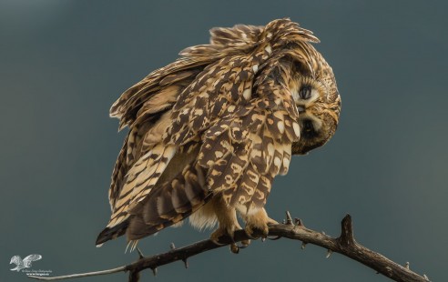 Keeping An Eye On Me (Short-Eared Owl)