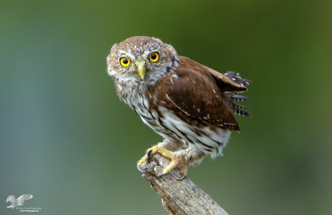 Get A Grip (Northern Pygmy Owl)