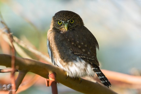 Up Close And Personal (Northern Pygmy Owl)