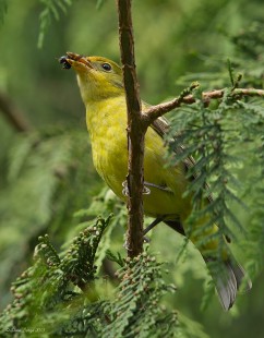 Female Western Tanager With Lunch