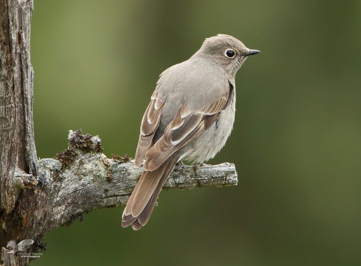 Little Mountain Townsend's Solitaire