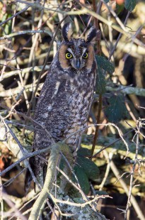 Boundary Bay Long-Eared Owl Trip #2