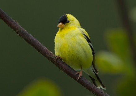 Cottle Lake Goldfinch