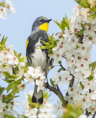 Next Year's Easter Card? (Yellow Rumped Warbler)