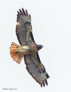 Hawk Migration